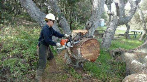 Vegetation management, to reduce wildfire risk